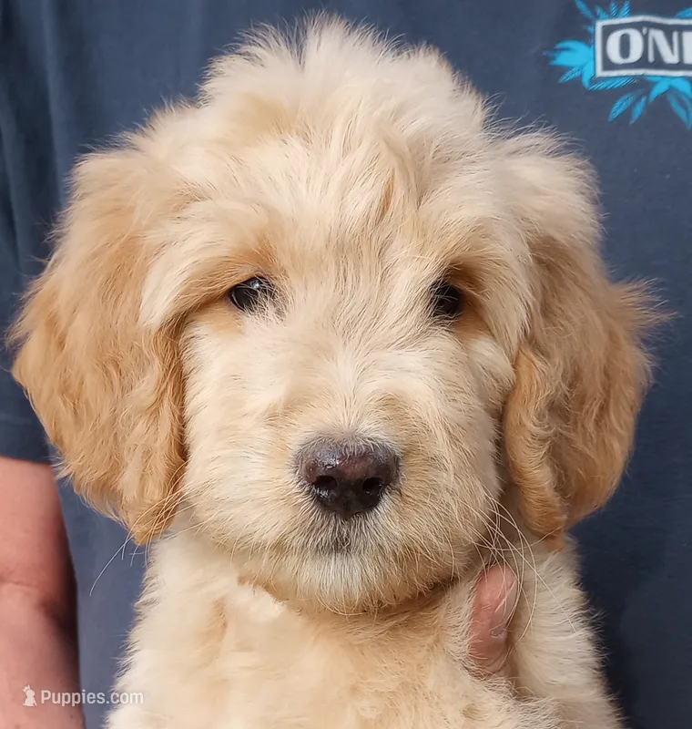 Adam - F1B – Goldendoodle puppy for sale in Larkspur, CO