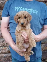 Daisy - F1B, a female Goldendoodle for sale in Larkspur, CO – 2 of 2