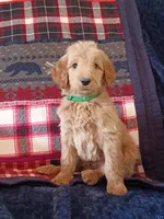 Bob - F1B, a male Goldendoodle for sale in Larkspur, CO – 2 of 2
