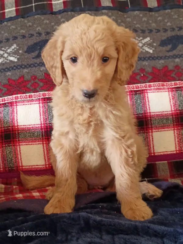 Millie - F1B – Goldendoodle puppy for sale in Larkspur, CO