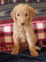 Millie - F1B, a female Goldendoodle for sale in Larkspur, CO – 1 of 2