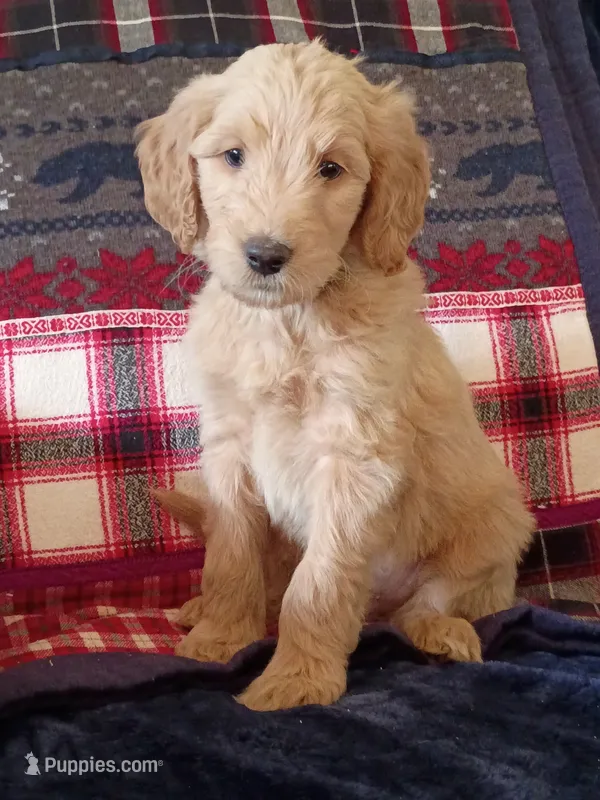 Adam - F1B – Goldendoodle puppy for sale in Larkspur, CO
