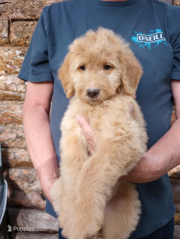 Millie - F1B – Goldendoodle puppy for sale in Larkspur, CO