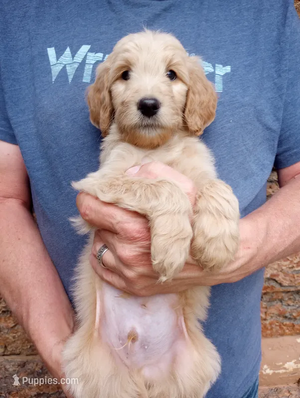 Adam - F1B – Goldendoodle puppy for sale in Larkspur, CO