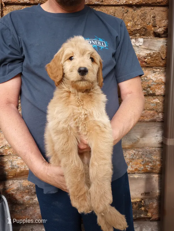 Bob - F1B – Goldendoodle puppy for sale in Larkspur, CO