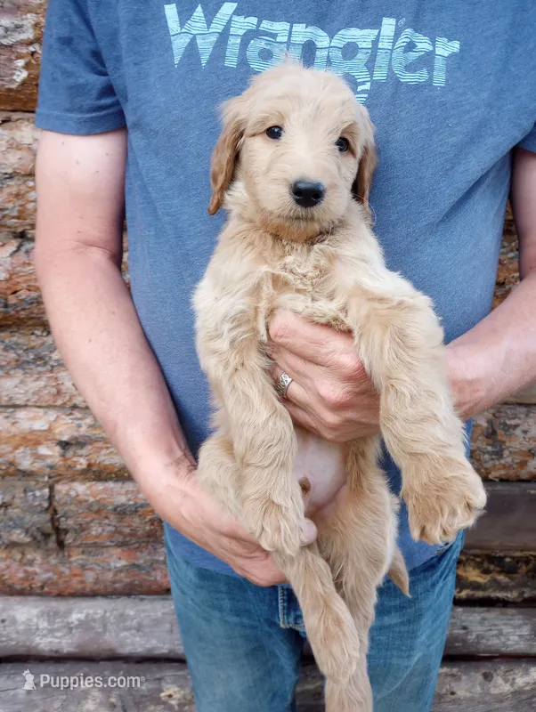 Bob - F1B – Goldendoodle puppy for sale in Larkspur, CO