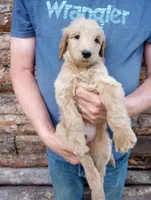 Bob - F1B, a male Goldendoodle for sale in Larkspur, CO – 1 of 2
