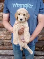 Betty - F1B, a female Goldendoodle for sale in Larkspur, CO – 2 of 2