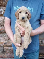 Annie-F1B, a female Goldendoodle for sale in Larkspur, CO – 2 of 2