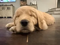 Purple Collar, a female Golden Retriever for sale in Hamilton, AL – Photo 3 of 6