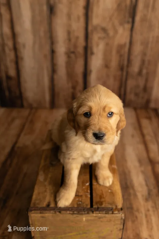 Purple Collar – Golden Retriever puppy for sale in Hamilton, AL