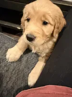 Purple Collar, a female Golden Retriever for sale in Hamilton, AL – Photo 5 of 6