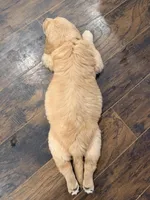 Purple Collar, a female Golden Retriever for sale in Hamilton, AL – Photo 6 of 6