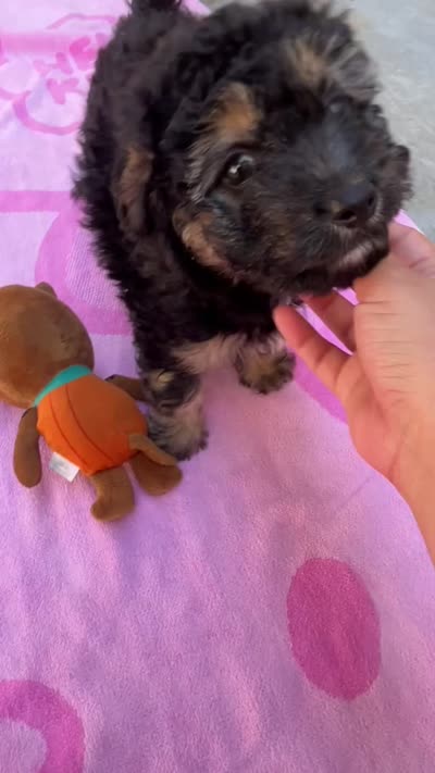 Puppy, a female Goldendoodle for sale in Compton, CA – 4 of 5
