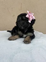 Puppy, a female Goldendoodle for sale in Compton, CA – 2 of 5