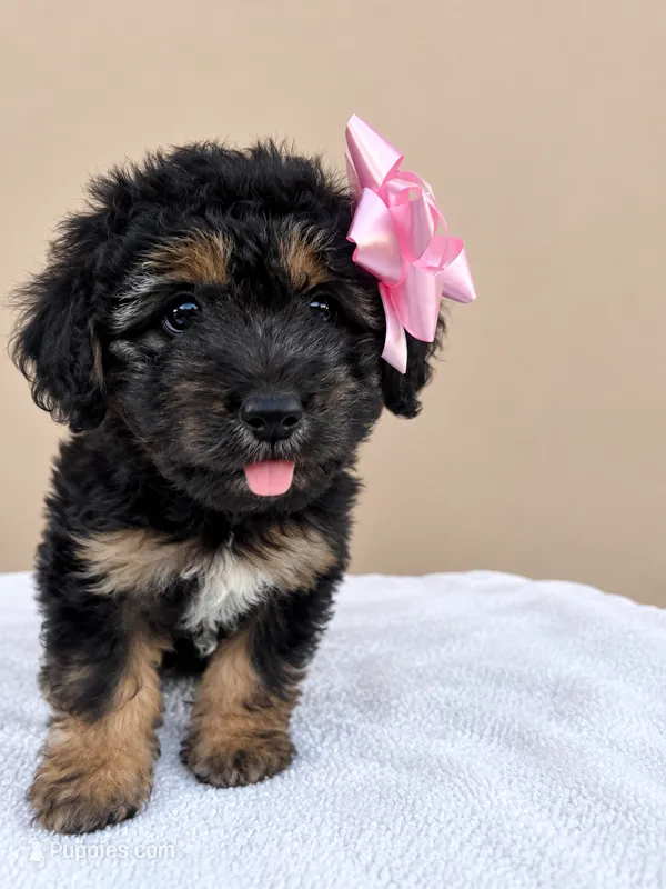 Puppy – Goldendoodle puppy for sale in Compton, CA