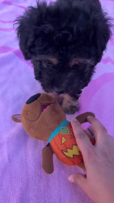Puppy, a female Goldendoodle for sale in Compton, CA – 5 of 5