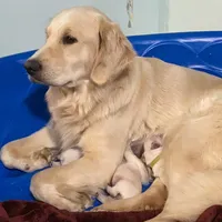 red, a male English Cream Golden Retriever for sale in Sherwood, OR – Photo 5 of 7