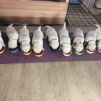 red, a male English Cream Golden Retriever for sale in Sherwood, OR – Photo 7 of 7