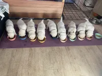 blue, a male English Cream Golden Retriever for sale in Sherwood, OR – Photo 5 of 5