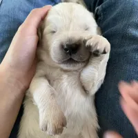 red, a male English Cream Golden Retriever for sale in Sherwood, OR – Photo 3 of 7