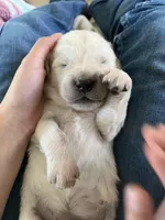 blue, a male English Cream Golden Retriever for sale in Sherwood, OR – Photo 1 of 5