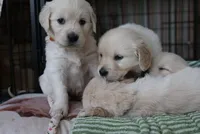 red, a male English Cream Golden Retriever for sale in Sherwood, OR – Photo 2 of 7