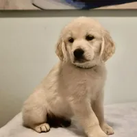 blue, a male Golden Retriever and English Cream Golden Retriever for sale in Sherwood, OR – Photo 1 of 6