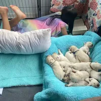 red, a male English Cream Golden Retriever for sale in Sherwood, OR – Photo 4 of 7