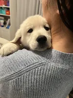 blue, a male Golden Retriever and English Cream Golden Retriever for sale in Sherwood, OR – Photo 3 of 6
