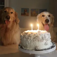 red, a male English Cream Golden Retriever for sale in Sherwood, OR – Photo 6 of 7