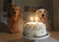 blue, a male English Cream Golden Retriever for sale in Sherwood, OR – Photo 4 of 5