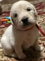 red, a male English Cream Golden Retriever for sale in Sherwood, OR – Photo 1 of 7