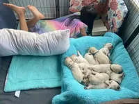 yellow, a female English Cream Golden Retriever for sale in Sherwood, OR – Photo 2 of 5