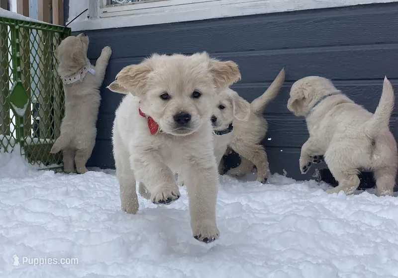 yellow – English Cream Golden Retriever puppy for sale in Sherwood, OR