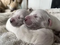 yellow, a female English Cream Golden Retriever for sale in Sherwood, OR – Photo 3 of 5