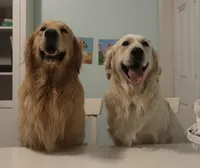 red, a male English Cream Golden Retriever for sale in Sherwood, OR – Photo 4 of 4