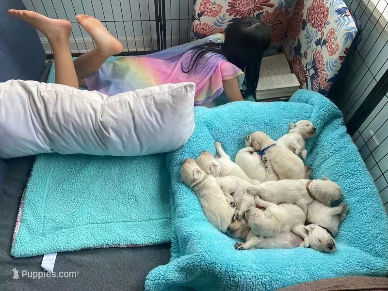 red, a male English Cream Golden Retriever for sale in Sherwood, OR – Photo 1 of 4