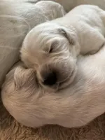 purple, a male English Cream Golden Retriever for sale in Sherwood, OR – Photo 1 of 5