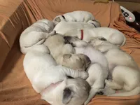 purple, a male English Cream Golden Retriever for sale in Sherwood, OR – Photo 3 of 5