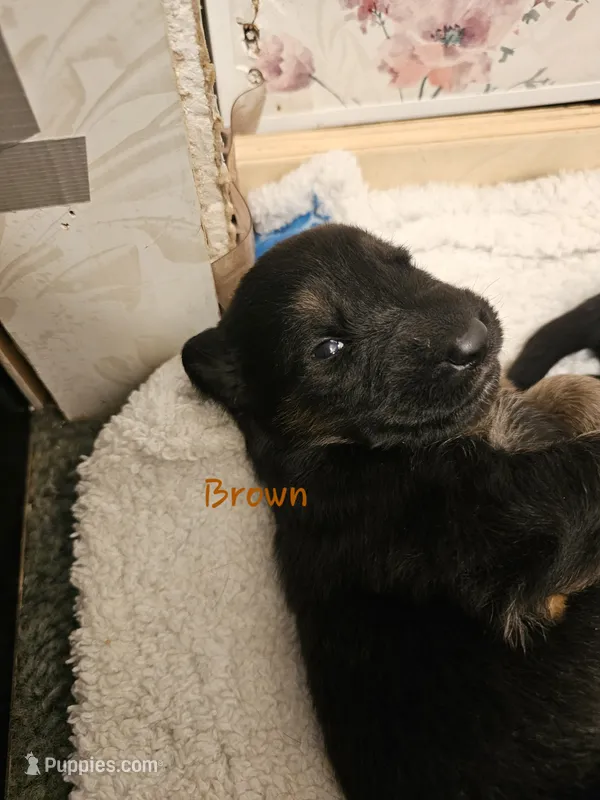 Brown Male – German Shepherd Dog puppy for sale in Walterboro, SC