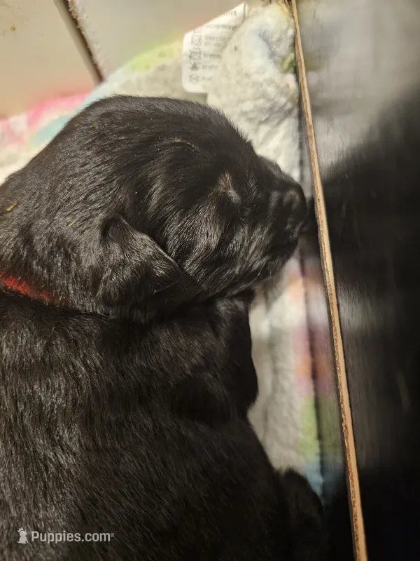 Red Male – German Shepherd Dog puppy for sale in Walterboro, SC