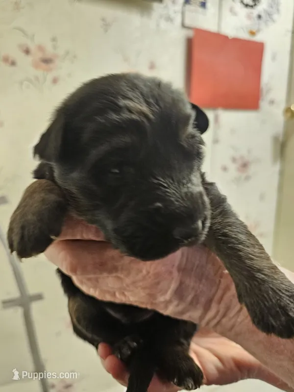 Grey Male – German Shepherd Dog puppy for sale in Walterboro, SC