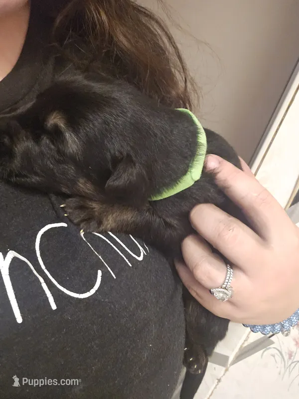 Green Male – German Shepherd Dog puppy for sale in Walterboro, SC