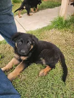 GSD, a male German Shepherd Dog for sale in Norfolk, VA – 2 of 3