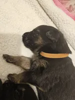 Orange Male, a male German Shepherd Dog for sale in Walterboro, SC – 2 of 2