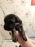 Pink Female, a female German Shepherd Dog for sale in Walterboro, SC – 1 of 1