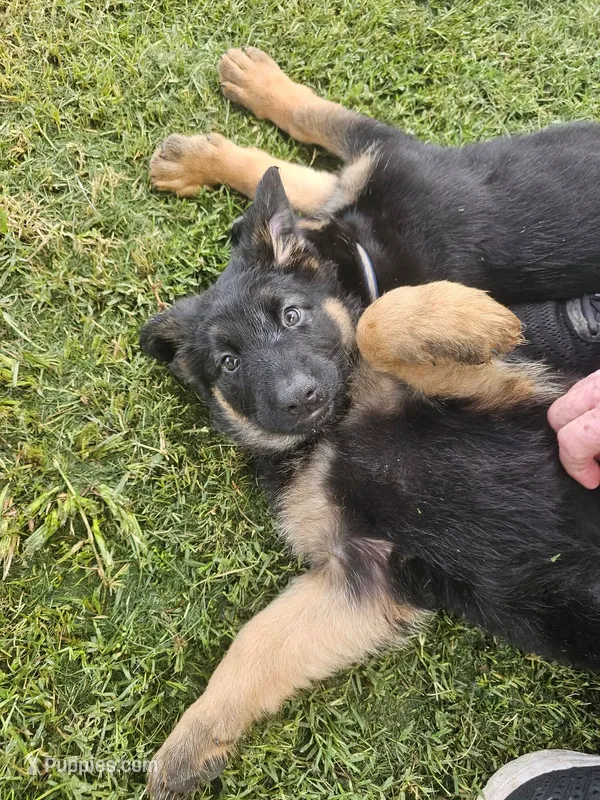 GSD – German Shepherd Dog puppy for sale in Norfolk, VA