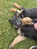 GSD, a male German Shepherd Dog for sale in Norfolk, VA – 1 of 3