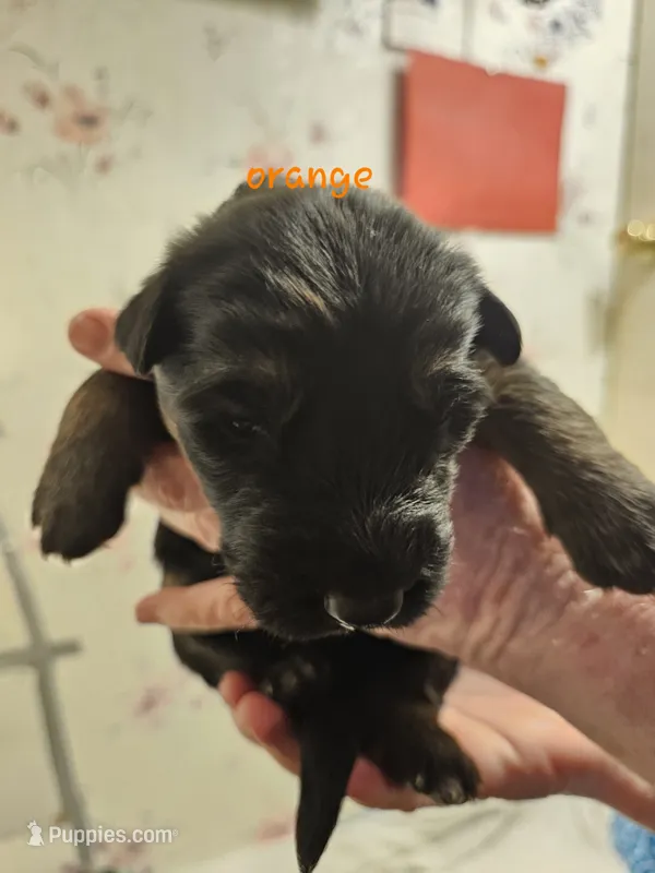 Orange Male – German Shepherd Dog puppy for sale in Walterboro, SC